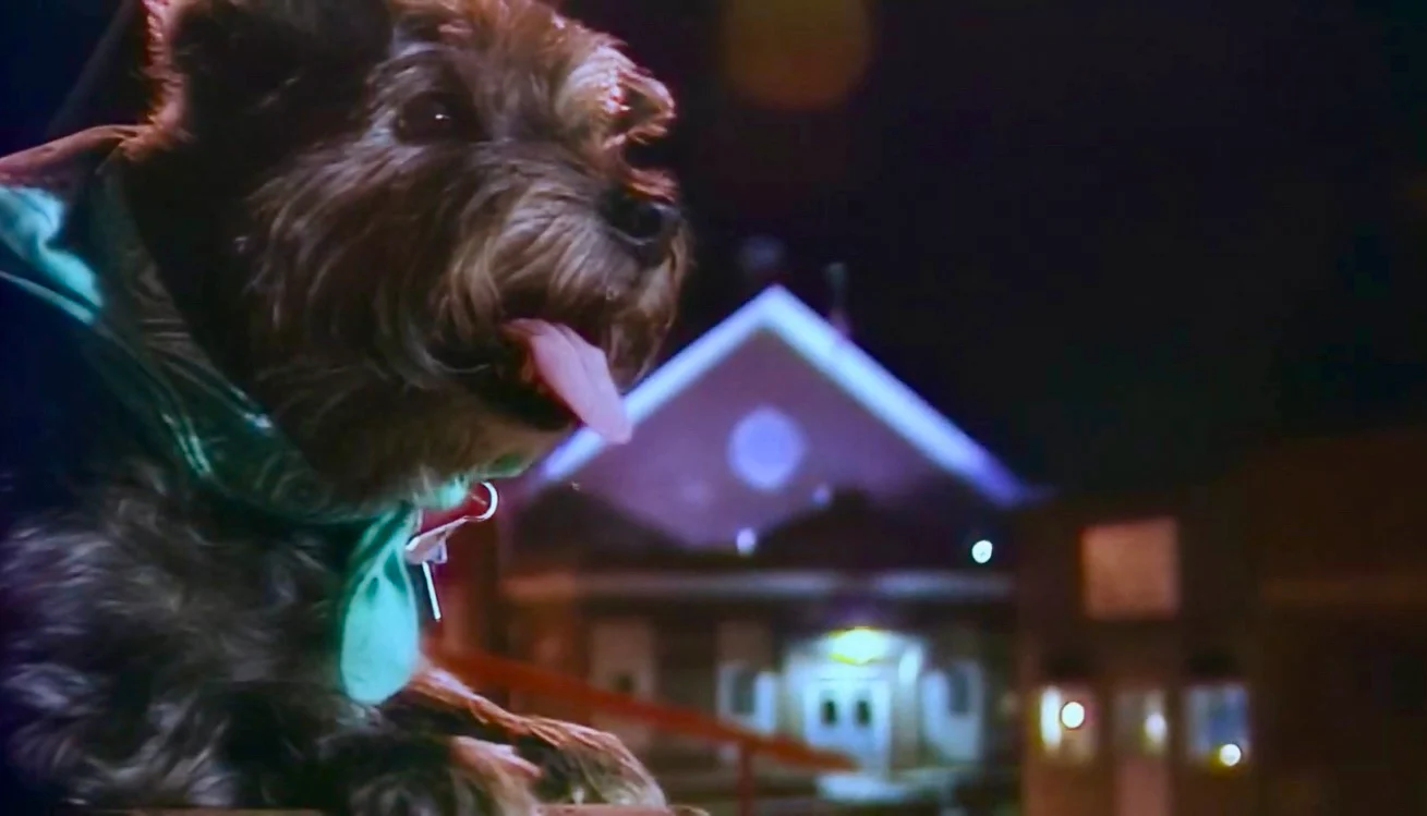 Dogs In Quicksand - Image 7