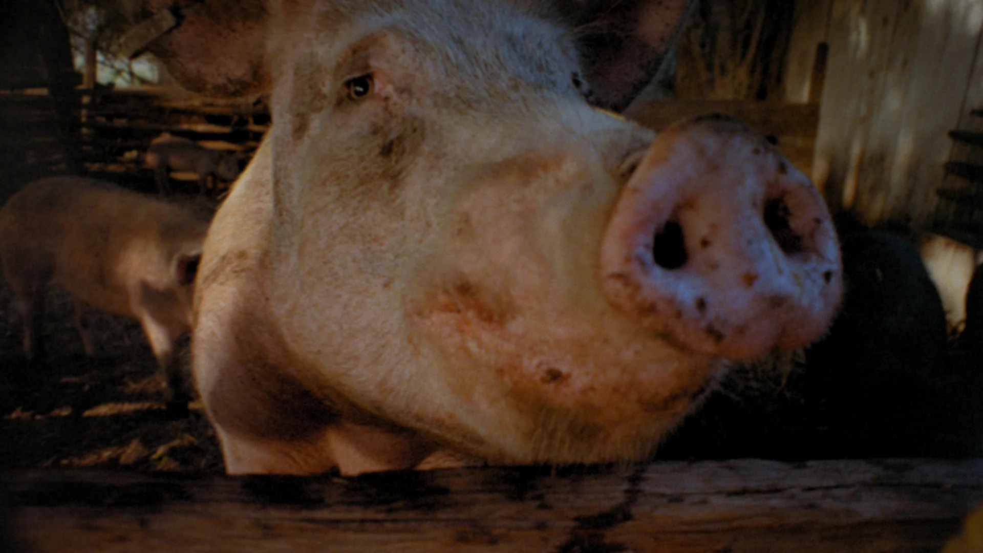 Pigs - Image 6