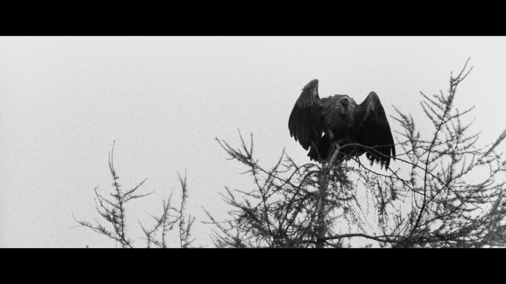 Taking Tiger Mountain - Image 19