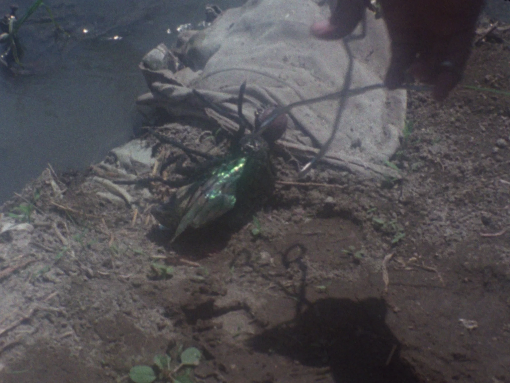 The Demon Rat - Image 6