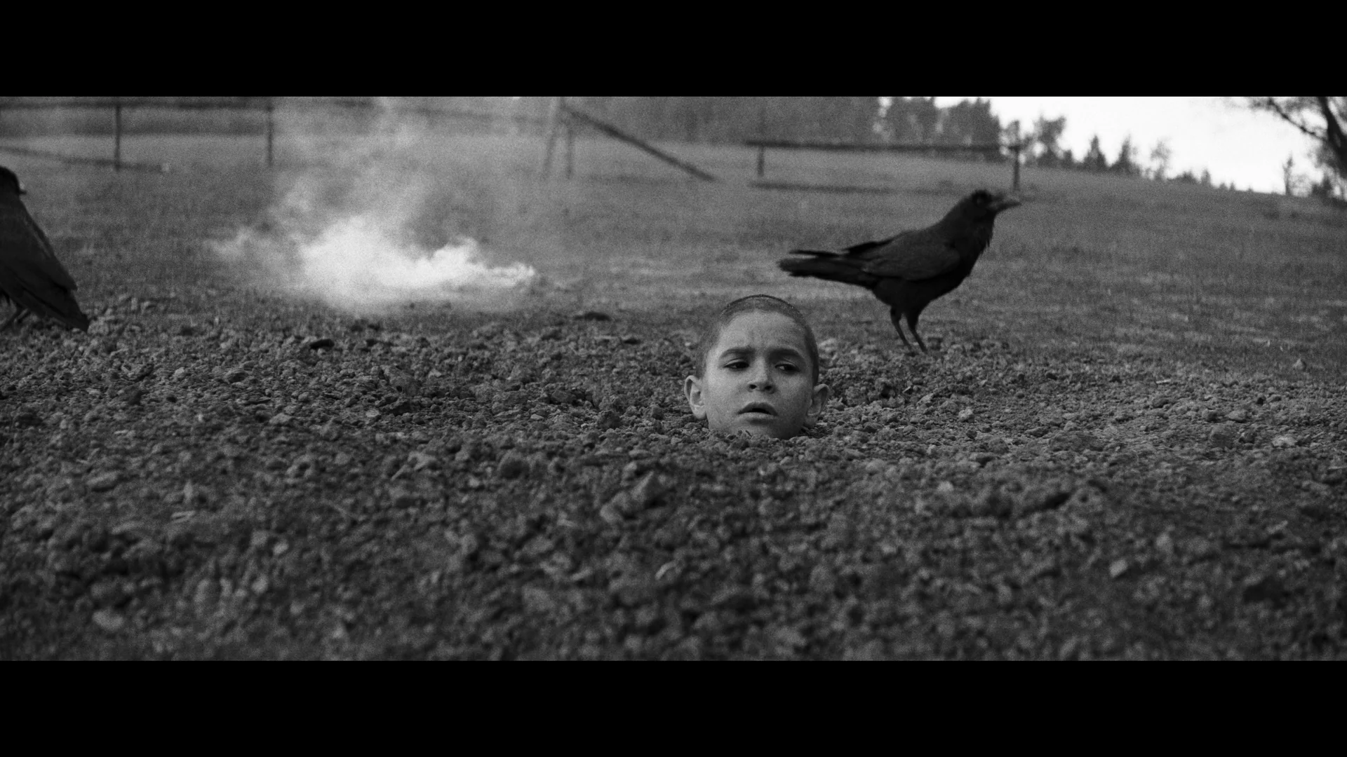 The Painted Bird - Image 4